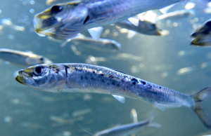 Calentamiento de los mares borra poblaciones de sardinas