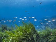 Cinco maneras en que los pastos marinos impulsan la biodiversidad