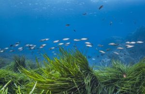 Cinco maneras en que los pastos marinos impulsan la biodiversidad