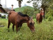 De las calles de Cartagena a los pastos de Antioquia: la nueva vida de Aurelio y Estampa