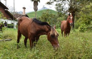 De las calles de Cartagena a los pastos de Antioquia: la nueva vida de Aurelio y Estampa