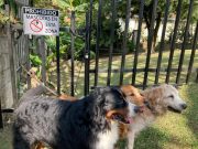 Ganan los perros en zonas comunes