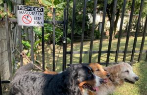 Ganan los perros en zonas comunes