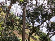 Ladrones desmotivan iniciativa privada, en Abejorral