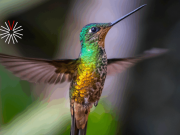 Temporada de colibríes en un lugar especial del Oriente de Antioquia