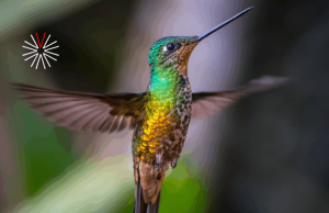 Temporada de colibríes en un lugar especial del Oriente de Antioquia
