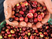 Siete departamentos se unen a la Alianza Café Colombia