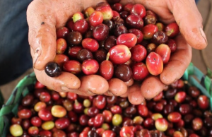 Siete departamentos se unen a la Alianza Café Colombia