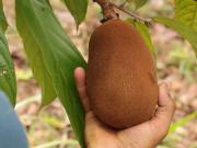 Superfrutos del bosque: estrategia que une salud y bioeconomía