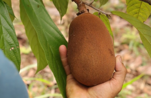 Superfrutos del bosque: estrategia que une salud y bioeconomía