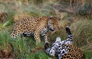 Tres especies recuperadas por la restauración de ecosistemas