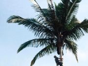 Investigadores resuelven el misterio de una palma gigante
