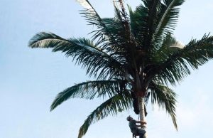 Investigadores resuelven el misterio de una palma gigante