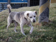 Reglamentan condiciones para programa de esterilización de perros y gatos