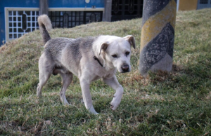 Reglamentan condiciones para programa de esterilización de perros y gatos