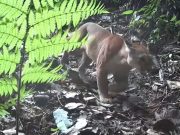 En video: avistamiento de un puma en reserva de la UdeA