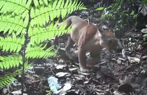 En video: avistamiento de un puma en reserva de la UdeA