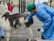 Cuestionan falta de medidas contra explotación animal en Bogotá