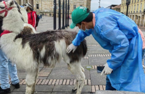 Cuestionan falta de medidas contra explotación animal en Bogotá