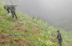 Los cinco departamentos en donde más subió la extensión de narcocultivos en 2025
