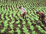 Costos de fertilizantes importados suben 28% y afectarán rumbo de inflación