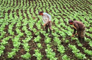 Costos de fertilizantes importados suben 28% y afectarán rumbo de inflación