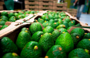 China se abre como oportunidad para la venta de aguacate colombiano