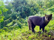 339 especies de fauna silvestre han registrado cámaras trampa