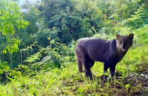 339 especies de fauna silvestre han registrado cámaras trampa