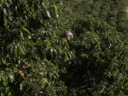 La razón por la cual Starbucks está donando árboles de café a agricultores de todo el mundo: ya han entregado más de 100 millones