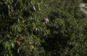 La razón por la cual Starbucks está donando árboles de café a agricultores de todo el mundo: ya han entregado más de 100 millones