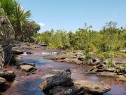 Alerta en el Guaviare: proyecto de ordenanza propone sacar al departamento de la región Amazónica