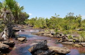Alerta en el Guaviare: proyecto de ordenanza propone sacar al departamento de la región Amazónica