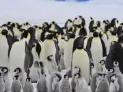 Alerta global por los pingüinos emperador y otras especies de la Antártida: están en peligro de extinción por el rápido retroceso del hielo marino