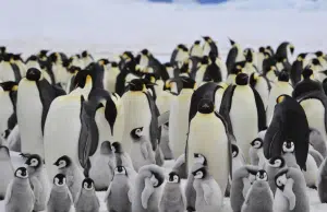 Alerta global por los pingüinos emperador y otras especies de la Antártida: están en peligro de extinción por el rápido retroceso del hielo marino