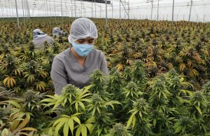El cuerpo humano produce compuestos similares a la marihuana clave para funciones vitales, según científicos