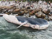 Ballena jorobada varada en Alemania vuelve a nadar tras semanas atrapada
