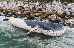 Ballena jorobada varada en Alemania vuelve a nadar tras semanas atrapada