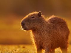 Hallazgo de fósiles confirma que los chigüiros habitaron Chile hace 4,5 millones de años