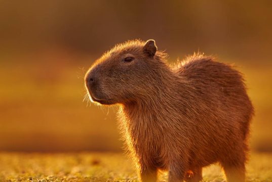Hallazgo de fósiles confirma que los chigüiros habitaron Chile hace 4,5 millones de años