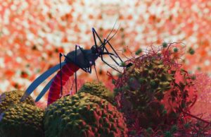 Malaria en Colombia: hasta 40 % de los casos se diagnostican tarde y aumenta la alerta por cambio climático