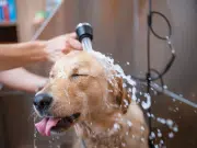 Cuando las mascotas “hablan”: claves para entender el idioma de perros y gatos