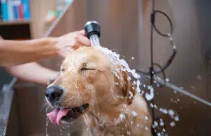 Cuando las mascotas “hablan”: claves para entender el idioma de perros y gatos