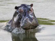 ¿Cómo se les hará la eutanasia a los hipopótamos de Pablo Escobar? MinAmbiente ya definió la manera