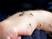 Herramienta de inteligencia artificial desarrollada en México permite contar huevos del mosquito del dengue y anticipar brotes