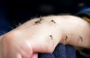 Herramienta de inteligencia artificial desarrollada en México permite contar huevos del mosquito del dengue y anticipar brotes