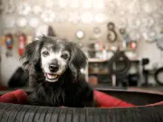Cuánto vive un perro: estos son los factores que pueden acortar o alargar su vida
