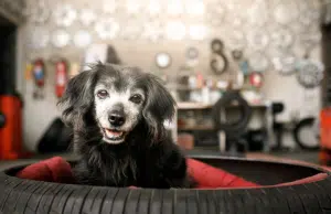 Cuánto vive un perro: estos son los factores que pueden acortar o alargar su vida
