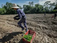 Crisis silenciosa bajo tierra: una de cada cinco especies del suelo está en riesgo de extinción, advierte estudio internacional