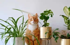 Bicarbonato en el jardín y las materas: un truco que revoluciona el cuidado de las plantas